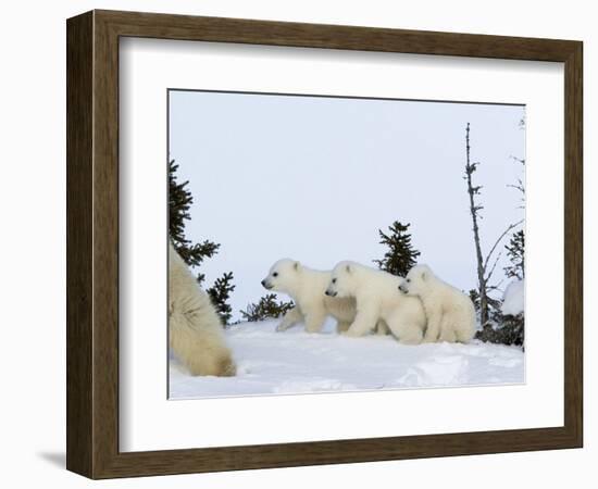 Polar Bear (Ursus Maritimus) Mother with Triplets, Wapusk National Park, Churchill, Manitoba-Thorsten Milse-Framed Photographic Print