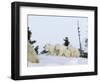 Polar Bear (Ursus Maritimus) Mother with Triplets, Wapusk National Park, Churchill, Manitoba-Thorsten Milse-Framed Photographic Print