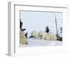 Polar Bear (Ursus Maritimus) Mother with Triplets, Wapusk National Park, Churchill, Manitoba-Thorsten Milse-Framed Photographic Print