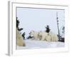 Polar Bear (Ursus Maritimus) Mother with Triplets, Wapusk National Park, Churchill, Manitoba-Thorsten Milse-Framed Photographic Print