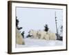 Polar Bear (Ursus Maritimus) Mother with Triplets, Wapusk National Park, Churchill, Manitoba-Thorsten Milse-Framed Photographic Print