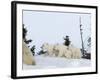 Polar Bear (Ursus Maritimus) Mother with Triplets, Wapusk National Park, Churchill, Manitoba-Thorsten Milse-Framed Photographic Print