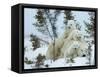 Polar Bear (Ursus Maritimus) Mother with Triplets, Wapusk National Park, Churchill, Manitoba-Thorsten Milse-Framed Stretched Canvas