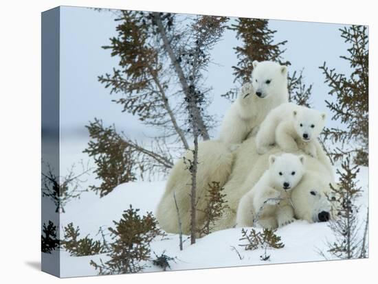 Polar Bear (Ursus Maritimus) Mother with Triplets, Wapusk National Park, Churchill, Manitoba-Thorsten Milse-Stretched Canvas