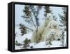 Polar Bear (Ursus Maritimus) Mother with Triplets, Wapusk National Park, Churchill, Manitoba-Thorsten Milse-Framed Stretched Canvas