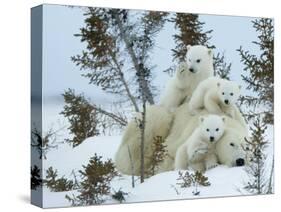 Polar Bear (Ursus Maritimus) Mother with Triplets, Wapusk National Park, Churchill, Manitoba-Thorsten Milse-Stretched Canvas