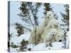 Polar Bear (Ursus Maritimus) Mother with Triplets, Wapusk National Park, Churchill, Manitoba-Thorsten Milse-Stretched Canvas