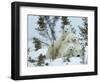 Polar Bear (Ursus Maritimus) Mother with Triplets, Wapusk National Park, Churchill, Manitoba-Thorsten Milse-Framed Photographic Print