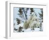 Polar Bear (Ursus Maritimus) Mother with Triplets, Wapusk National Park, Churchill, Manitoba-Thorsten Milse-Framed Photographic Print