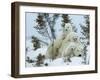 Polar Bear (Ursus Maritimus) Mother with Triplets, Wapusk National Park, Churchill, Manitoba-Thorsten Milse-Framed Photographic Print