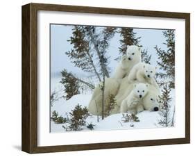 Polar Bear (Ursus Maritimus) Mother with Triplets, Wapusk National Park, Churchill, Manitoba-Thorsten Milse-Framed Photographic Print