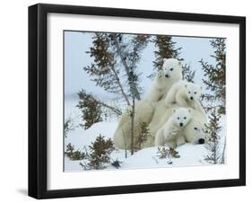 Polar Bear (Ursus Maritimus) Mother with Triplets, Wapusk National Park, Churchill, Manitoba-Thorsten Milse-Framed Photographic Print