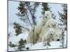 Polar Bear (Ursus Maritimus) Mother with Triplets, Wapusk National Park, Churchill, Manitoba-Thorsten Milse-Mounted Photographic Print