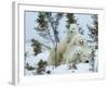 Polar Bear (Ursus Maritimus) Mother with Triplets, Wapusk National Park, Churchill, Manitoba-Thorsten Milse-Framed Photographic Print