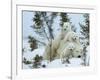 Polar Bear (Ursus Maritimus) Mother with Triplets, Wapusk National Park, Churchill, Manitoba-Thorsten Milse-Framed Photographic Print