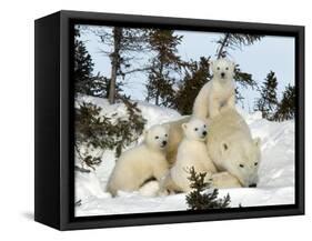 Polar Bear (Ursus Maritimus) Mother with Triplets, Wapusk National Park, Churchill, Manitoba-Thorsten Milse-Framed Stretched Canvas