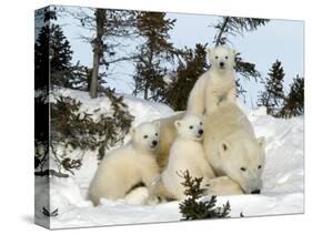 Polar Bear (Ursus Maritimus) Mother with Triplets, Wapusk National Park, Churchill, Manitoba-Thorsten Milse-Stretched Canvas