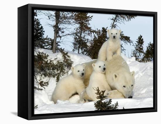 Polar Bear (Ursus Maritimus) Mother with Triplets, Wapusk National Park, Churchill, Manitoba-Thorsten Milse-Framed Stretched Canvas