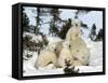 Polar Bear (Ursus Maritimus) Mother with Triplets, Wapusk National Park, Churchill, Manitoba-Thorsten Milse-Framed Stretched Canvas