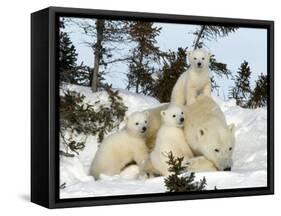 Polar Bear (Ursus Maritimus) Mother with Triplets, Wapusk National Park, Churchill, Manitoba-Thorsten Milse-Framed Stretched Canvas