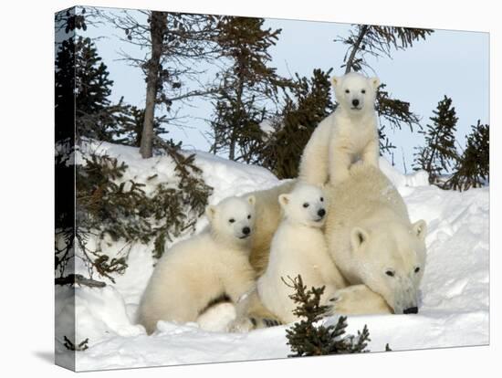 Polar Bear (Ursus Maritimus) Mother with Triplets, Wapusk National Park, Churchill, Manitoba-Thorsten Milse-Stretched Canvas