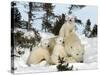 Polar Bear (Ursus Maritimus) Mother with Triplets, Wapusk National Park, Churchill, Manitoba-Thorsten Milse-Stretched Canvas