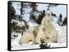 Polar Bear (Ursus Maritimus) Mother with Triplets, Wapusk National Park, Churchill, Manitoba-Thorsten Milse-Framed Stretched Canvas