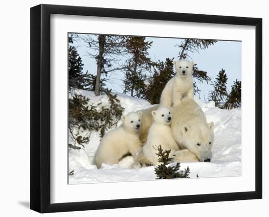 Polar Bear (Ursus Maritimus) Mother with Triplets, Wapusk National Park, Churchill, Manitoba-Thorsten Milse-Framed Premium Photographic Print