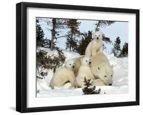 Polar Bear (Ursus Maritimus) Mother with Triplets, Wapusk National Park, Churchill, Manitoba-Thorsten Milse-Framed Premium Photographic Print