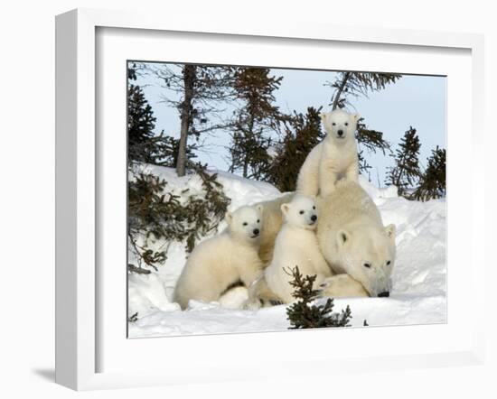 Polar Bear (Ursus Maritimus) Mother with Triplets, Wapusk National Park, Churchill, Manitoba-Thorsten Milse-Framed Photographic Print