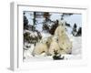 Polar Bear (Ursus Maritimus) Mother with Triplets, Wapusk National Park, Churchill, Manitoba-Thorsten Milse-Framed Photographic Print