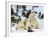 Polar Bear (Ursus Maritimus) Mother with Triplets, Wapusk National Park, Churchill, Manitoba-Thorsten Milse-Framed Photographic Print