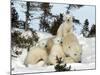 Polar Bear (Ursus Maritimus) Mother with Triplets, Wapusk National Park, Churchill, Manitoba-Thorsten Milse-Mounted Photographic Print