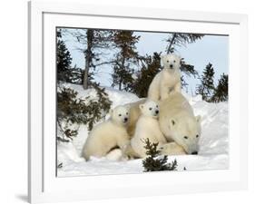 Polar Bear (Ursus Maritimus) Mother with Triplets, Wapusk National Park, Churchill, Manitoba-Thorsten Milse-Framed Photographic Print