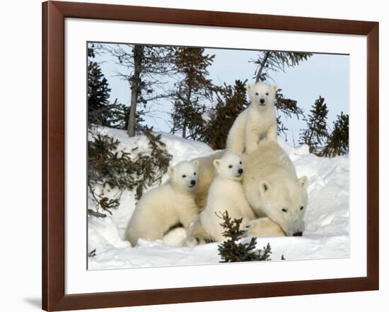 Polar Bear (Ursus Maritimus) Mother with Triplets, Wapusk National Park, Churchill, Manitoba-Thorsten Milse-Framed Photographic Print