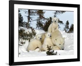 Polar Bear (Ursus Maritimus) Mother with Triplets, Wapusk National Park, Churchill, Manitoba-Thorsten Milse-Framed Photographic Print