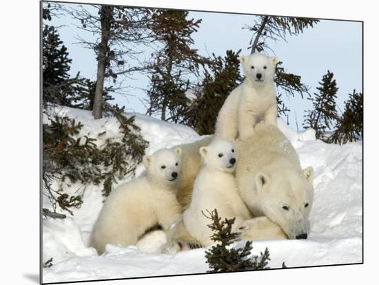 Polar Bear (Ursus Maritimus) Mother with Triplets, Wapusk National Park, Churchill, Manitoba-Thorsten Milse-Mounted Photographic Print