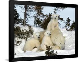 Polar Bear (Ursus Maritimus) Mother with Triplets, Wapusk National Park, Churchill, Manitoba-Thorsten Milse-Framed Photographic Print