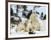 Polar Bear (Ursus Maritimus) Mother with Triplets, Wapusk National Park, Churchill, Manitoba-Thorsten Milse-Framed Photographic Print