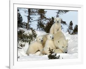 Polar Bear (Ursus Maritimus) Mother with Triplets, Wapusk National Park, Churchill, Manitoba-Thorsten Milse-Framed Photographic Print