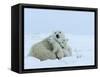 Polar Bear (Ursus Maritimus) Mother with Triplets, Wapusk National Park, Churchill, Manitoba-Thorsten Milse-Framed Stretched Canvas