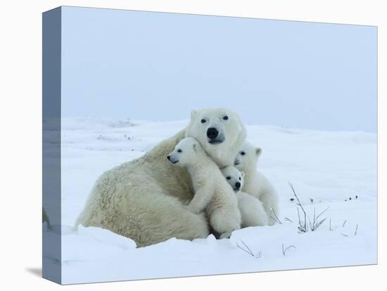 Polar Bear (Ursus Maritimus) Mother with Triplets, Wapusk National Park, Churchill, Manitoba-Thorsten Milse-Stretched Canvas