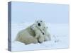 Polar Bear (Ursus Maritimus) Mother with Triplets, Wapusk National Park, Churchill, Manitoba-Thorsten Milse-Stretched Canvas