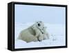 Polar Bear (Ursus Maritimus) Mother with Triplets, Wapusk National Park, Churchill, Manitoba-Thorsten Milse-Framed Stretched Canvas