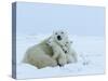 Polar Bear (Ursus Maritimus) Mother with Triplets, Wapusk National Park, Churchill, Manitoba-Thorsten Milse-Stretched Canvas