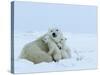 Polar Bear (Ursus Maritimus) Mother with Triplets, Wapusk National Park, Churchill, Manitoba-Thorsten Milse-Stretched Canvas