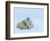 Polar Bear (Ursus Maritimus) Mother with Triplets, Wapusk National Park, Churchill, Manitoba-Thorsten Milse-Framed Photographic Print