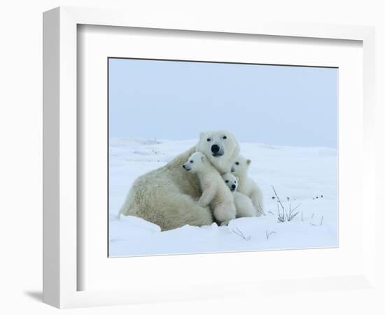 Polar Bear (Ursus Maritimus) Mother with Triplets, Wapusk National Park, Churchill, Manitoba-Thorsten Milse-Framed Photographic Print