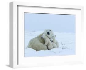 Polar Bear (Ursus Maritimus) Mother with Triplets, Wapusk National Park, Churchill, Manitoba-Thorsten Milse-Framed Photographic Print