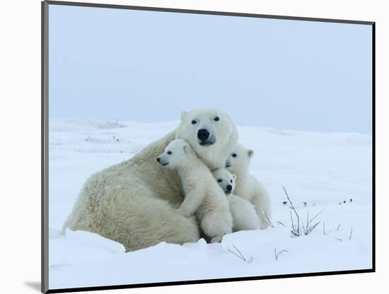 Polar Bear (Ursus Maritimus) Mother with Triplets, Wapusk National Park, Churchill, Manitoba-Thorsten Milse-Mounted Photographic Print